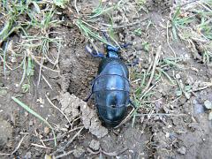 15 Oil beetle